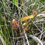 Drosera anglica पत्ता