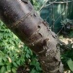 Prunus serrula Corteza