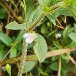 Justicia calyculata Flower