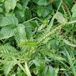 Cirsium palustre Liść