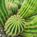 Echinopsis schickendantzii Hoja
