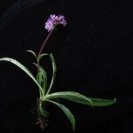Nardostachys jatamansi Habit