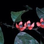 Heisteria cauliflora Gyümölcs