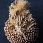 Platanus x hispanica 果実