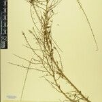 Phyllanthus clarkei Other