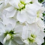 Matthiola incanaफूल