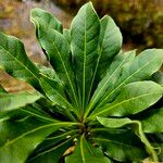 Pittosporum malaxanii Blad