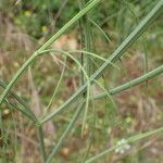 Oenanthe pimpinelloides Leaf