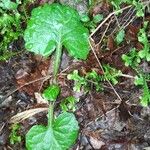 Adenocaulon bicolor Feuille