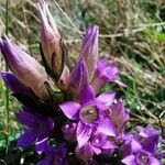 Gentianella germanica Цветок