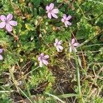 Erodium cicutarium花