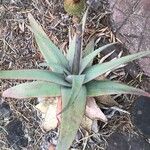 Aloe rubroviolacea Lehti