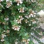 Abelia x grandiflora Leaf