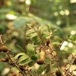 Dialium dinklagei Fruto
