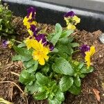 Viola lutea 整株植物