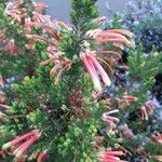 Erica discolorLapas