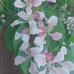 Bauhinia monandra Blüte