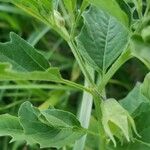 Physalis longifolia Leaf