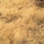 Agrostis canina Blad