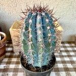 Melocactus azureus Φύλλο