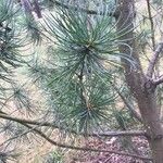 Pinus fenzeliana Levél