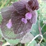 Lamium purpureum फूल