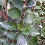 Diospyros whyteana Hoja