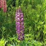 Lupinus × regalis Fiore