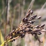 Juncus acutus Плод