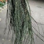 Casuarina cunninghamiana List