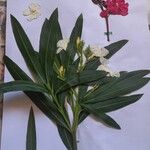 Nerium oleander Yaprak