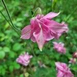 Aquilegia vulgarisCvet