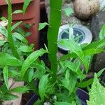 Homalocladium platycladum 葉