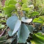 Cissus rotundifolia Blad