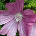 Malva alcea Flower