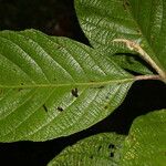 Callicarpa acuminata List