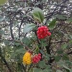 Sorbus ariaഫലം