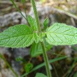 Clinopodium vulgare Leaf