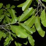 Flindersia fournieri Hábito