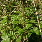 Acaena novae-zelandiae Habit