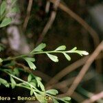 Asplenium x alternifolium その他の提案