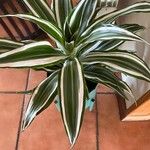 Dracaena fragrans Folha