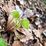 Oxalis acetosella 花