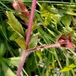 Potentilla nepalensis خشب