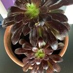 Aeonium arboreum叶