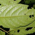 Perrottetia longistylis Leaf