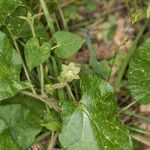 Matelea reticulata Celota