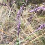 Paramochloa effusa Õis