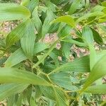 Acacia melanoxylon Leaf