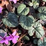 Cyclamen coum 葉